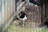 ueno_zoo_3003_mini.jpg