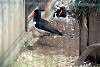 ueno_zoo_3004_mini.jpg