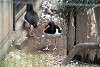 ueno_zoo_3006_mini.jpg