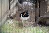 ueno_zoo_3008_mini.jpg