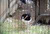 ueno_zoo_3009_mini.jpg