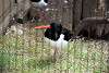 ueno_zoo_3010_mini.jpg