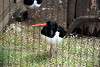 ueno_zoo_3011_mini.jpg
