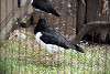 ueno_zoo_3012_mini.jpg