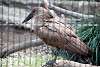 ueno_zoo_3013_mini.jpg