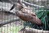 ueno_zoo_3016_mini.jpg