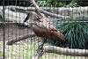 ueno_zoo_3017_mini.jpg