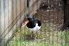 ueno_zoo_3018_mini.jpg