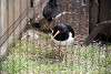 ueno_zoo_3019_mini.jpg
