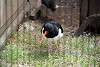 ueno_zoo_3020_mini.jpg