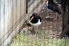 ueno_zoo_3021_mini.jpg