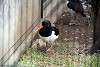 ueno_zoo_3022_mini.jpg