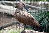 ueno_zoo_3024_mini.jpg