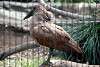 ueno_zoo_3025_mini.jpg