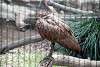 ueno_zoo_3028_mini.jpg