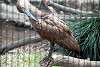 ueno_zoo_3029_mini.jpg