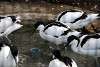 ueno_zoo_3032_mini.jpg