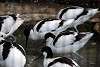 ueno_zoo_3033_mini.jpg