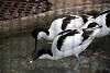 ueno_zoo_3035_mini.jpg