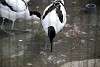 ueno_zoo_3036_mini.jpg