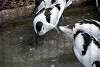 ueno_zoo_3037_mini.jpg