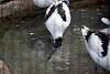 ueno_zoo_3038_mini.jpg