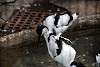 ueno_zoo_3039_mini.jpg