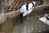 ueno_zoo_3041_mini.jpg