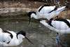 ueno_zoo_3043_mini.jpg