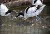 ueno_zoo_3046_mini.jpg