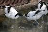 ueno_zoo_3047_mini.jpg