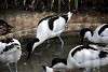 ueno_zoo_3048_mini.jpg