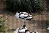 ueno_zoo_3049_mini.jpg