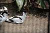 ueno_zoo_3050_mini.jpg