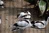 ueno_zoo_3051_mini.jpg