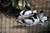 ueno_zoo_3052_mini.jpg