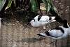 ueno_zoo_3053_mini.jpg