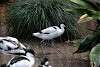 ueno_zoo_3054_mini.jpg