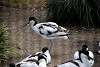 ueno_zoo_3055_mini.jpg