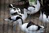 ueno_zoo_3056_mini.jpg