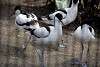 ueno_zoo_3057_mini.jpg