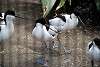 ueno_zoo_3058_mini.jpg