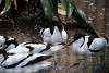 ueno_zoo_3059_mini.jpg