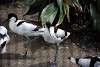 ueno_zoo_3060_mini.jpg