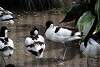 ueno_zoo_3061_mini.jpg