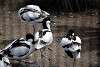 ueno_zoo_3062_mini.jpg