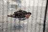 ueno_zoo_3063_mini.jpg