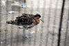 ueno_zoo_3064_mini.jpg