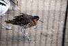 ueno_zoo_3065_mini.jpg
