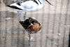 ueno_zoo_3066_mini.jpg